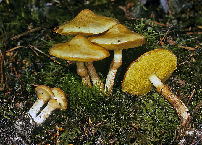 Suillus flavidus